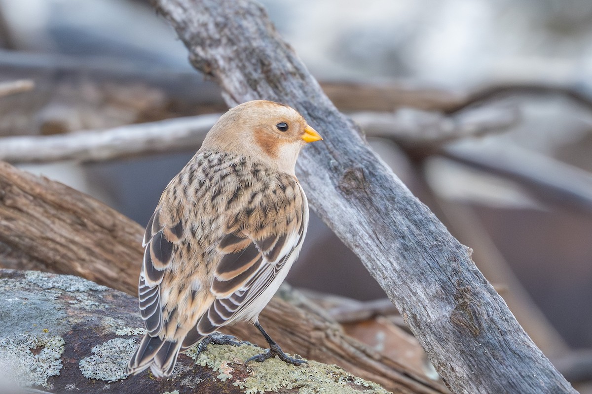 Escribano Nival - ML646328096