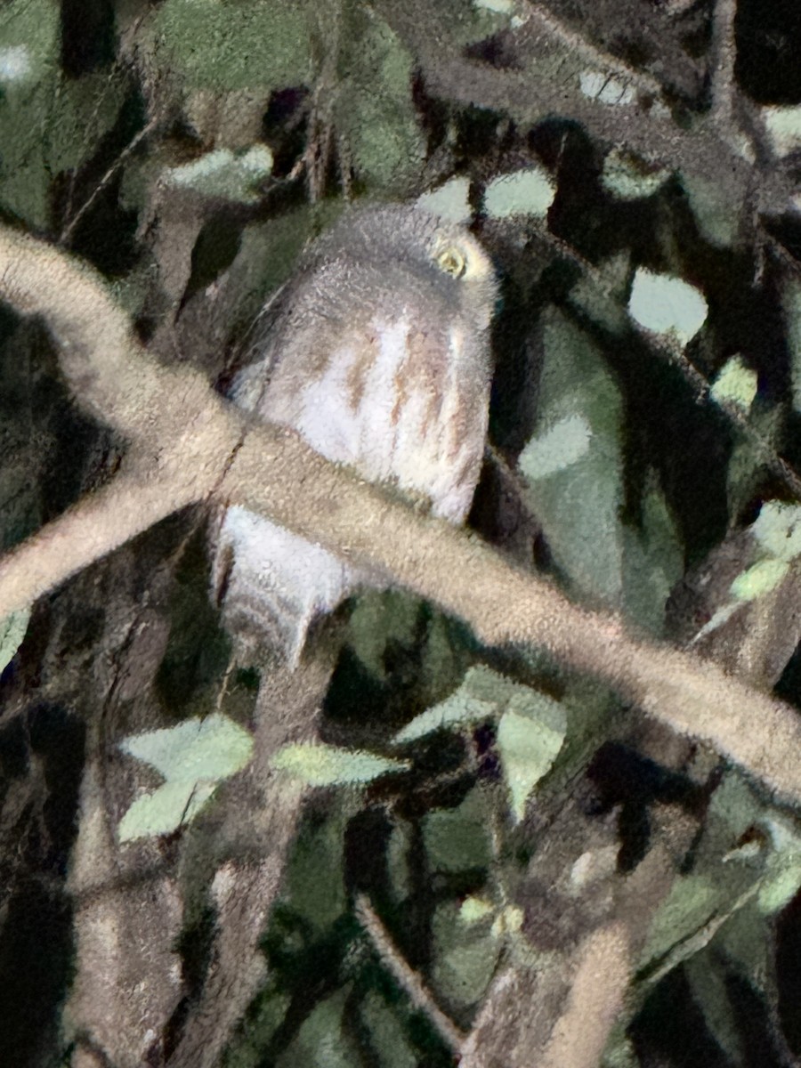 Mochuelo Cuco - ML646328097