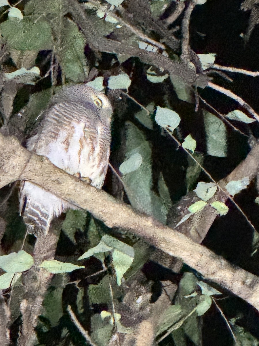 Mochuelo Cuco - ML646328098