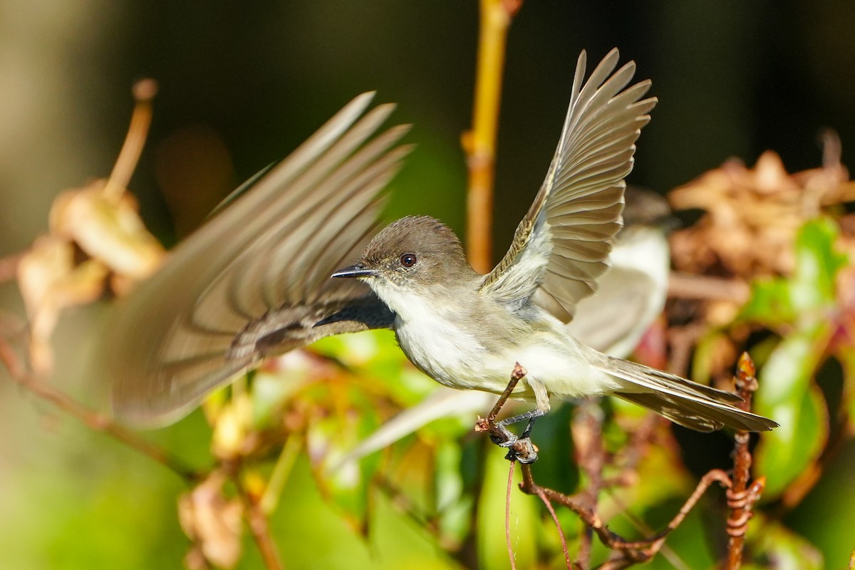 Mosquero Fibí - ML646328099