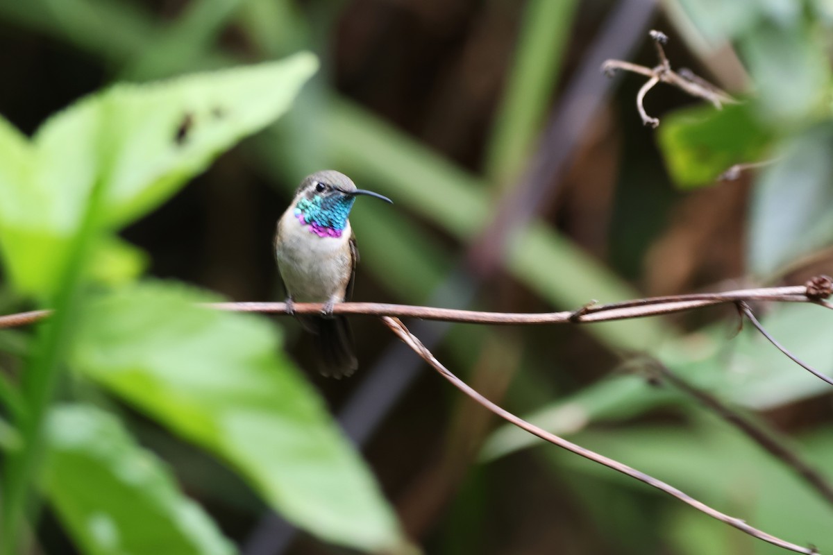 Colibrí de Myrtis - ML646328100