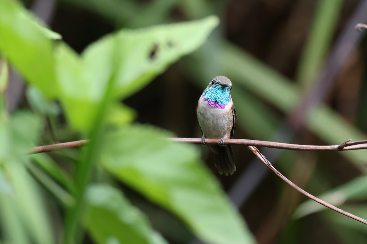 Colibrí de Myrtis - ML646328101