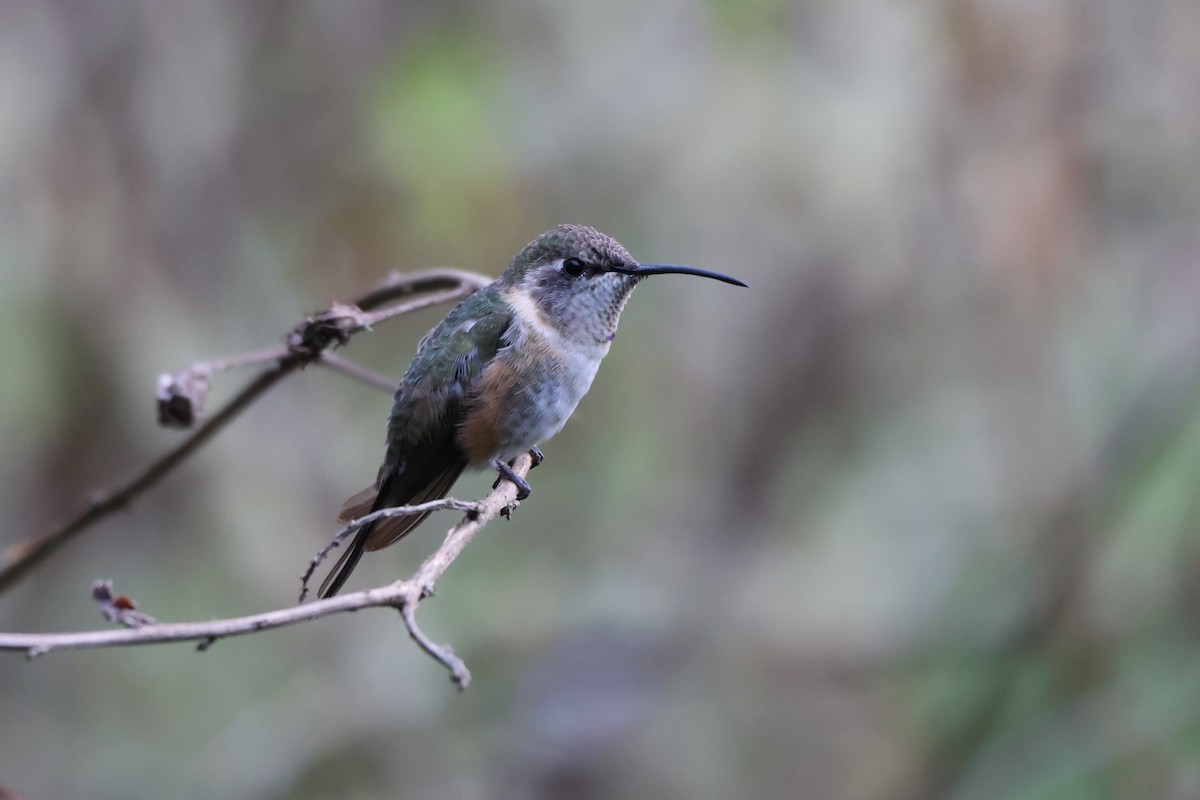Colibrí de Myrtis - ML646328102