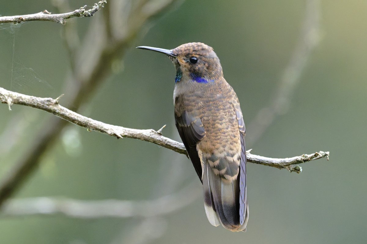 Colibrí Pardo - ML646328108