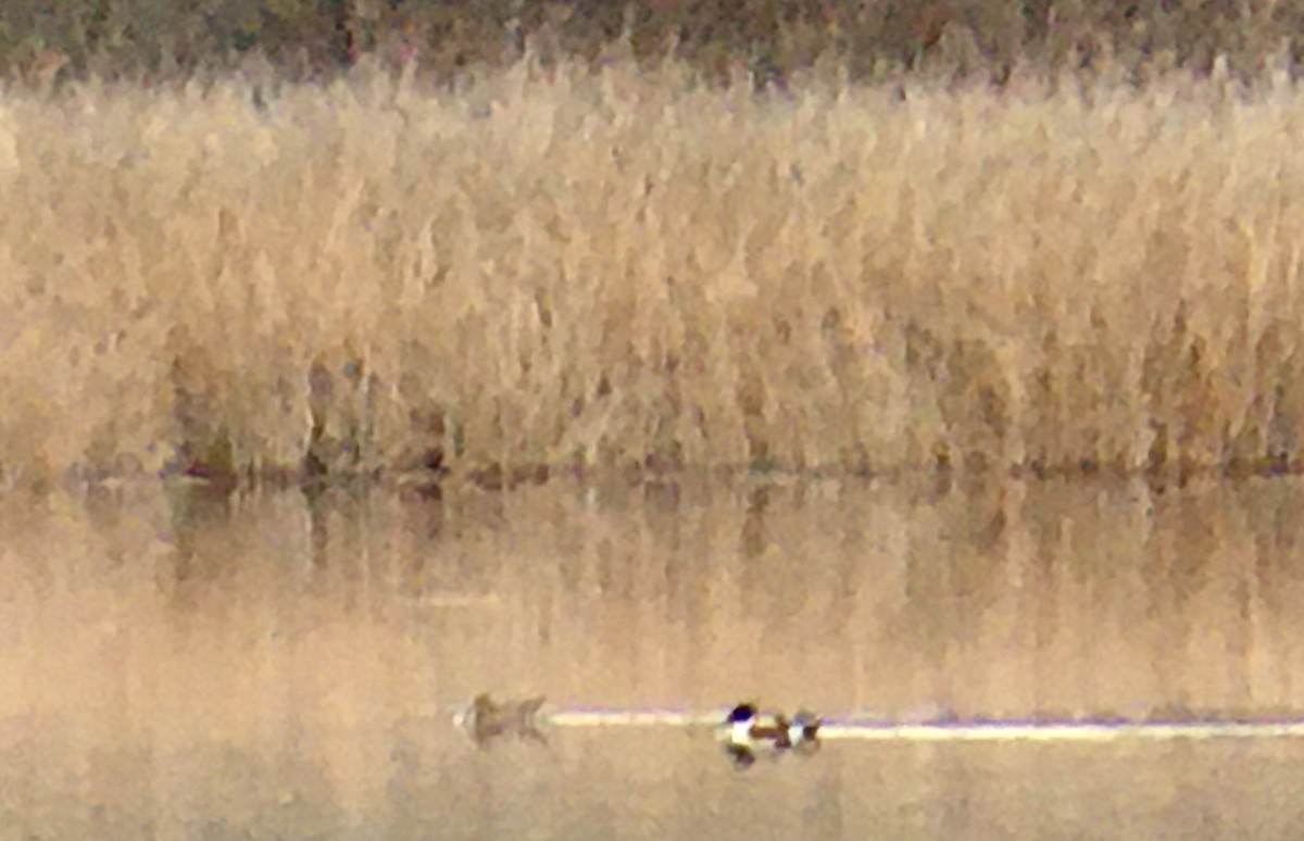 Cuchara Común - ML646328110