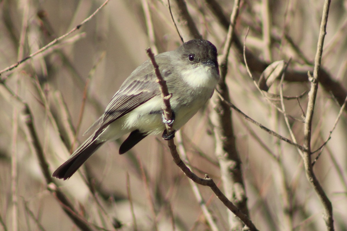 Mosquero Fibí - ML646328114