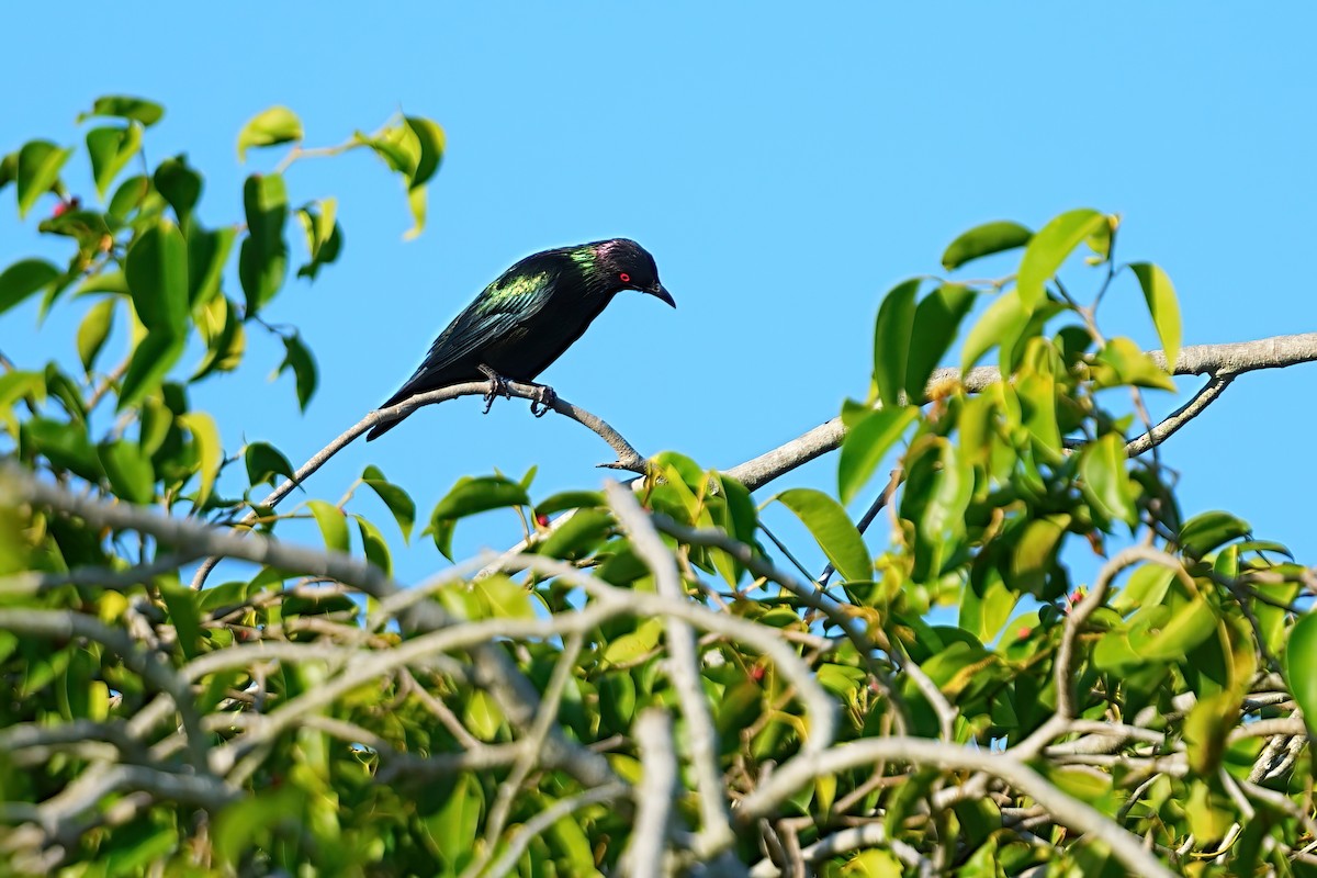 Estornino Lustroso - ML646328115
