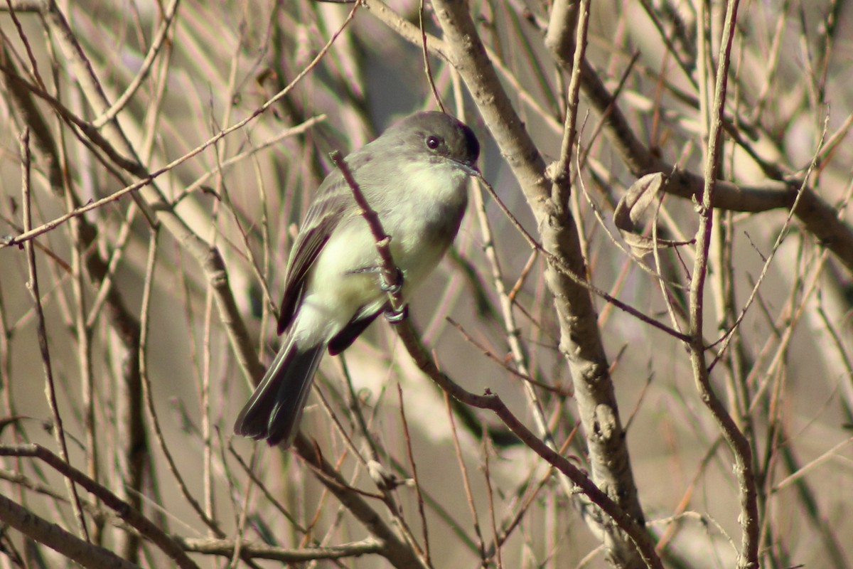 Mosquero Fibí - ML646328116