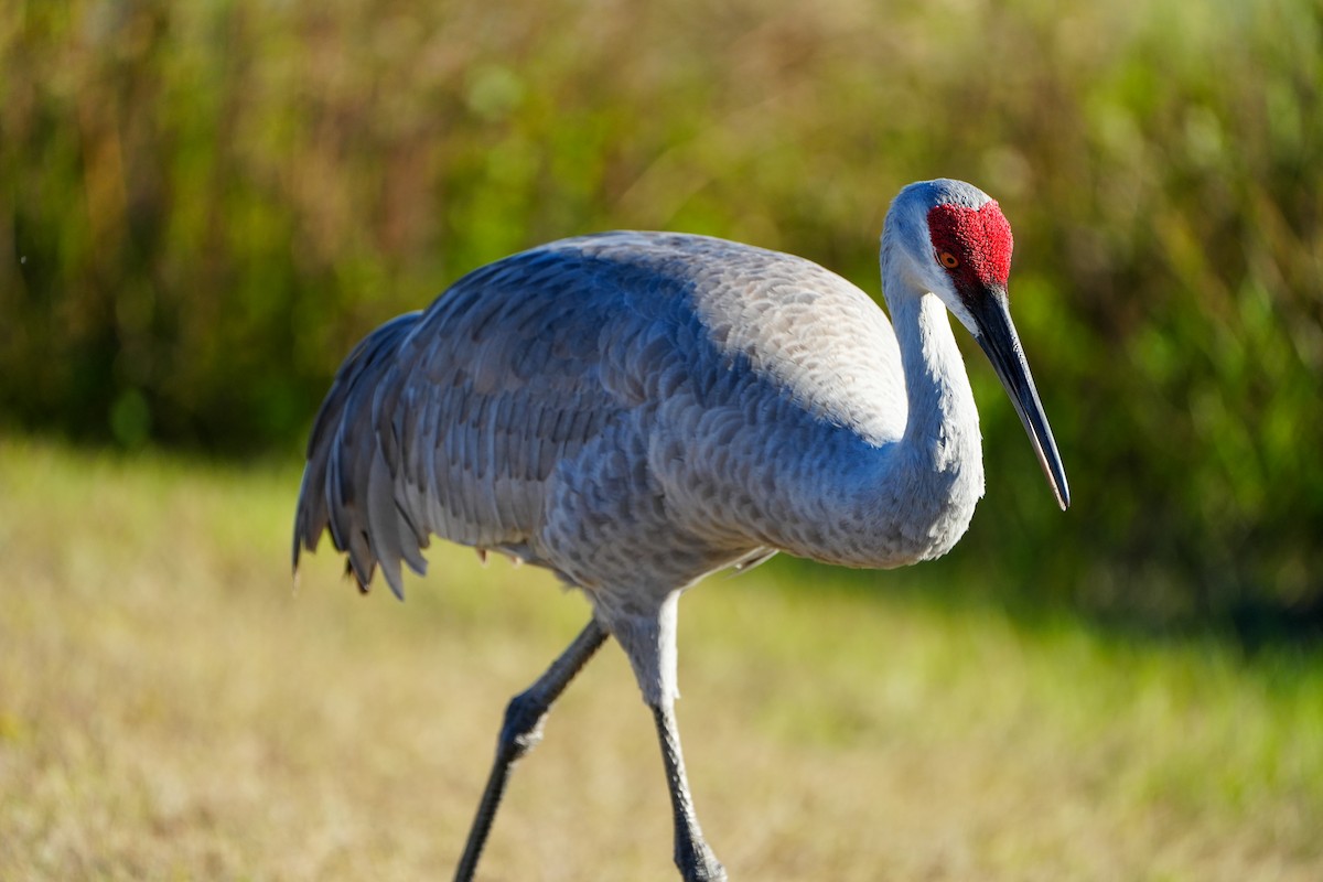 Grulla Canadiense - ML646328118
