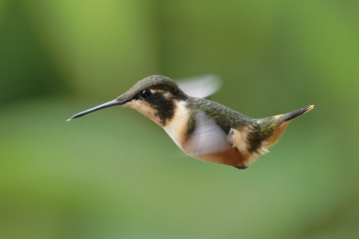 Colibrí de Mitchell - ML646328119