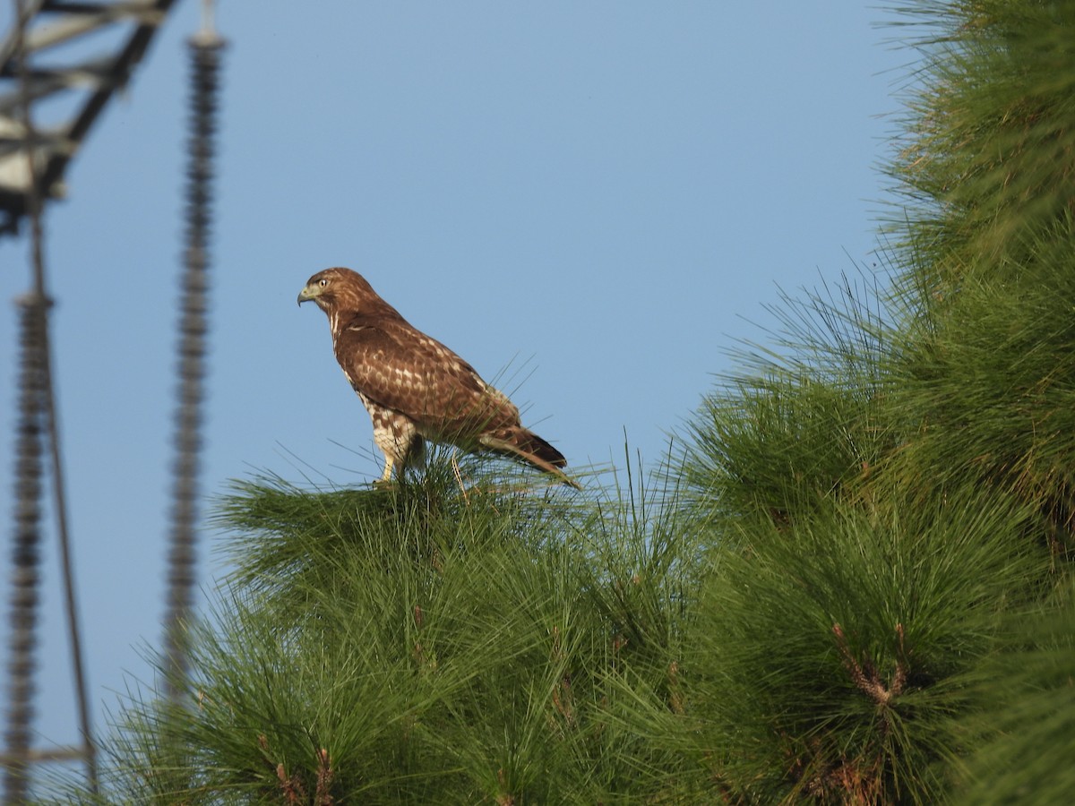 Busardo Colirrojo - ML646328120