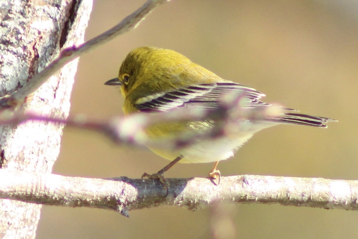 Reinita del Pinar - ML646328121