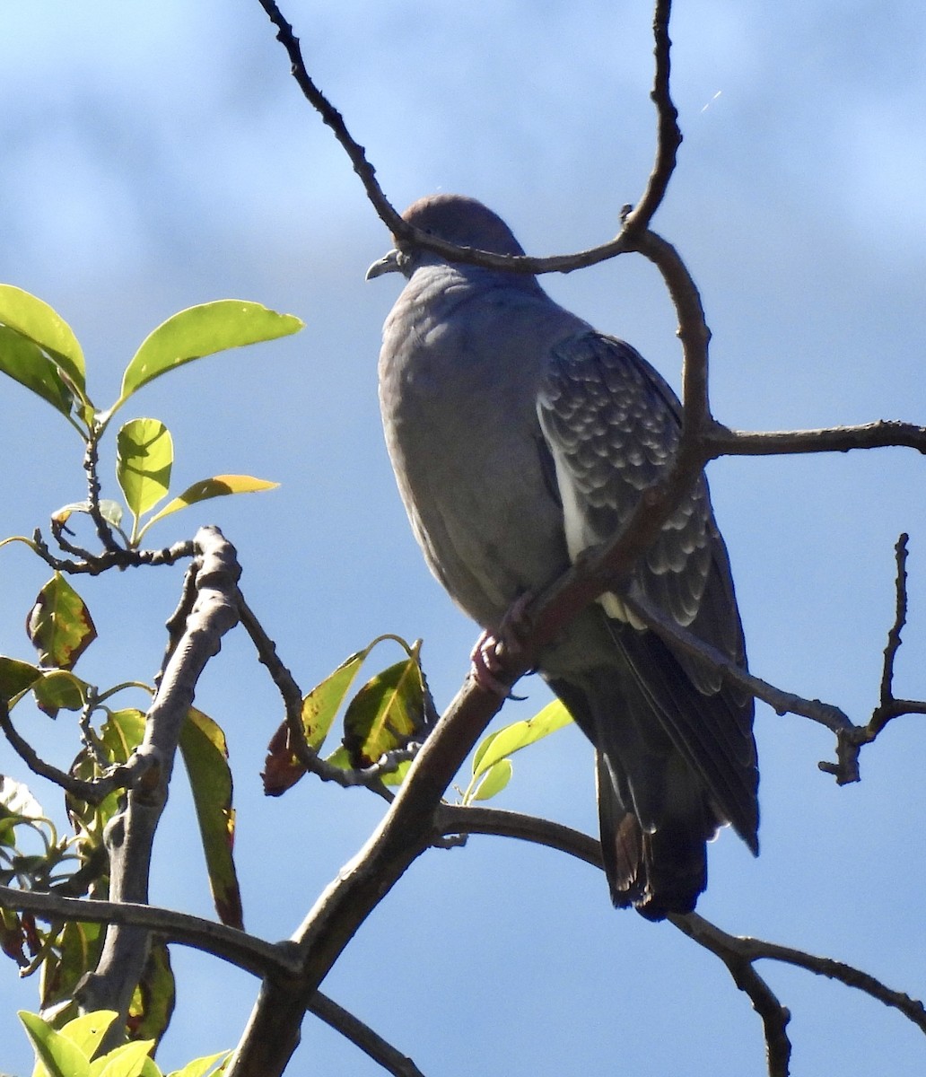 Paloma Moteada Común - ML646328124