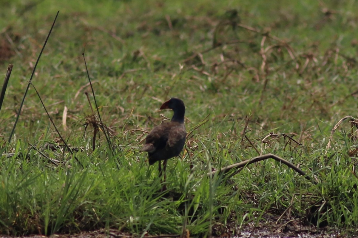 Calamón Africano - ML646328125