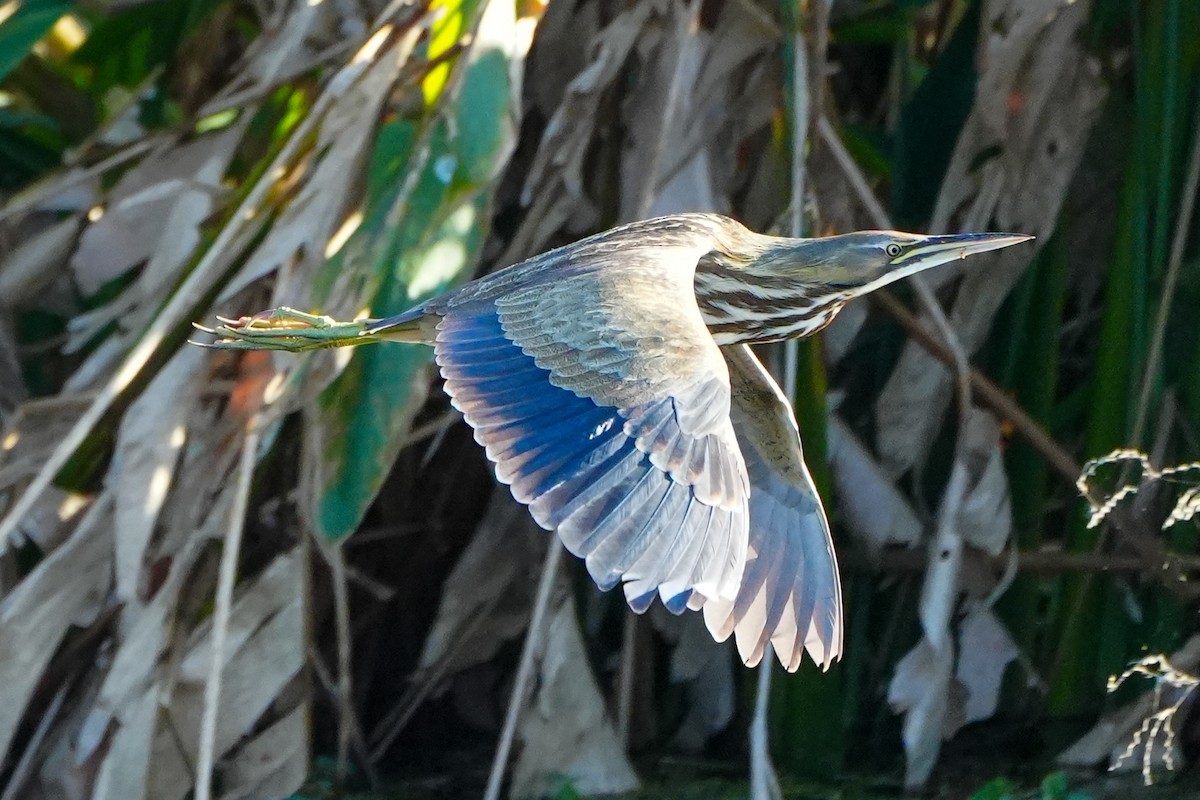 bukač severoamerický - ML646328127