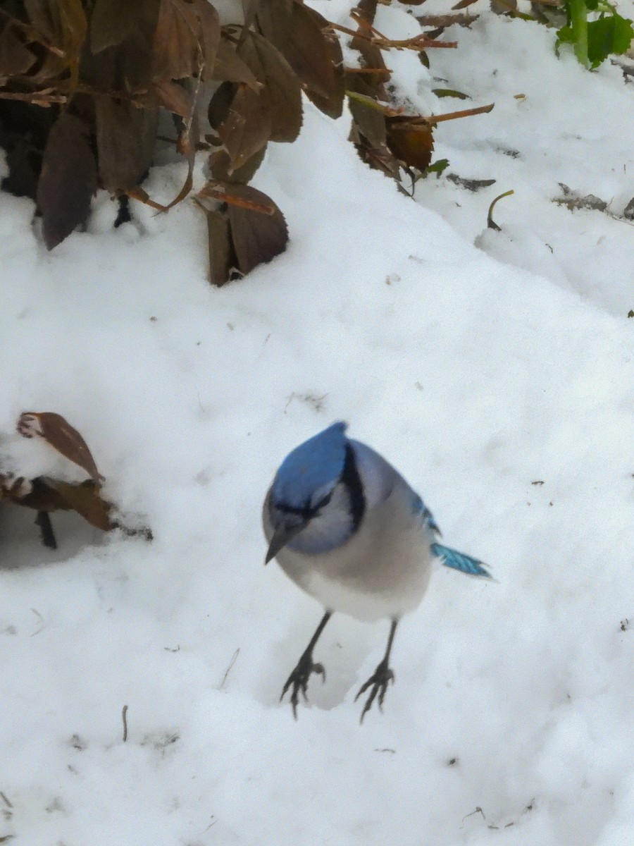 Blue Jay - ML646328143