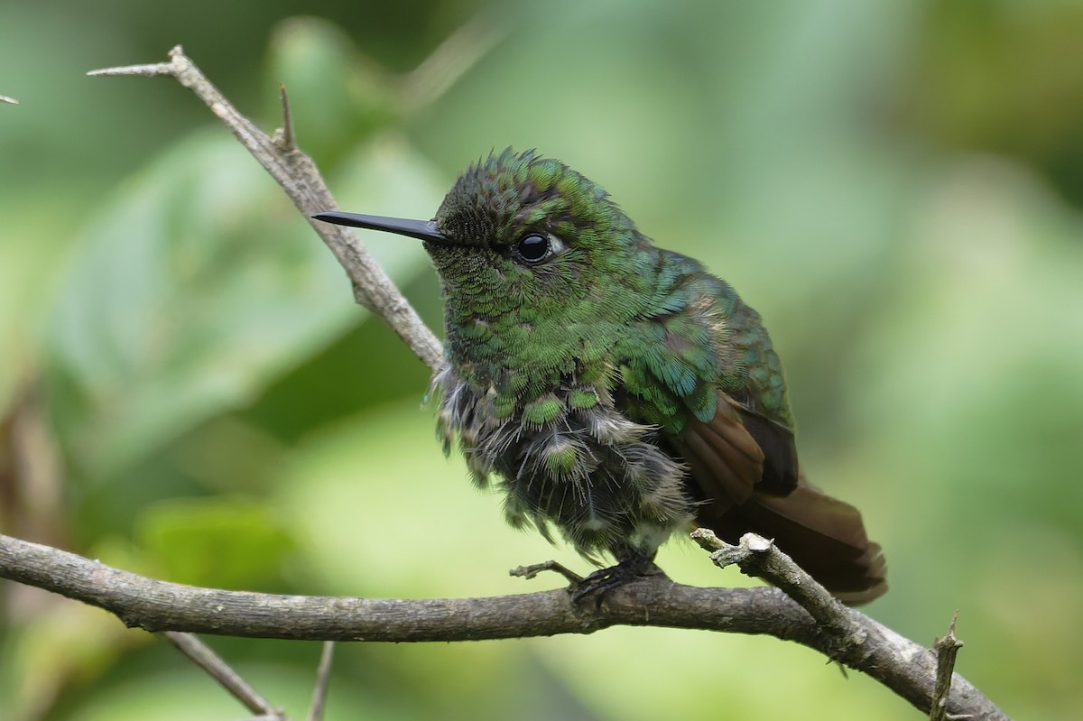 hummingbird sp. - ML646328153