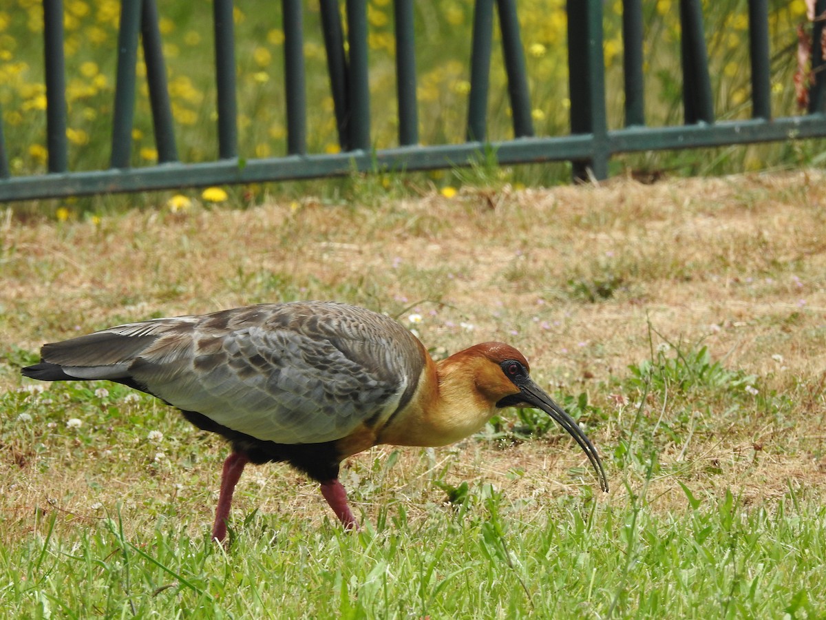 İbikli Sarıca Aynak - ML646328155