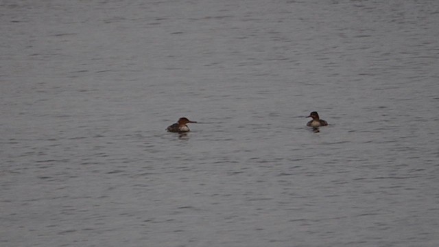 Red-breasted Merganser - ML646328162