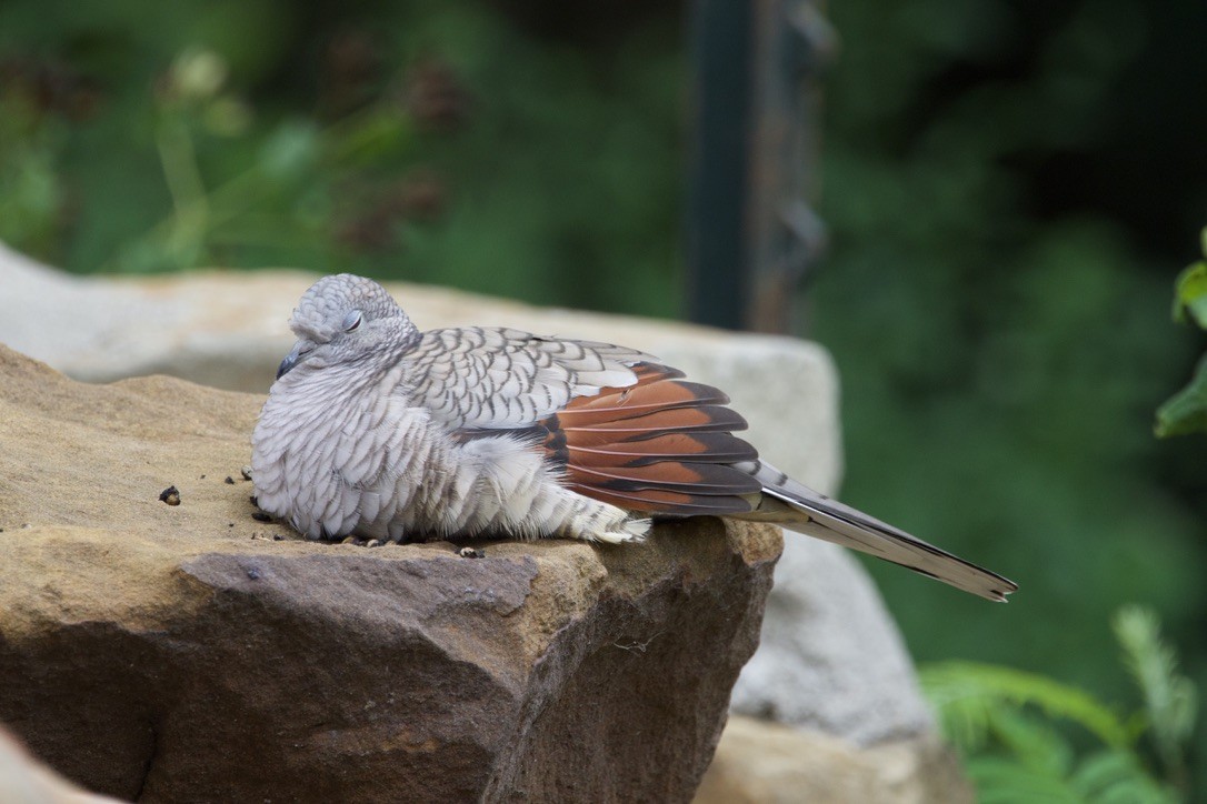 Inca Dove - ML646328165