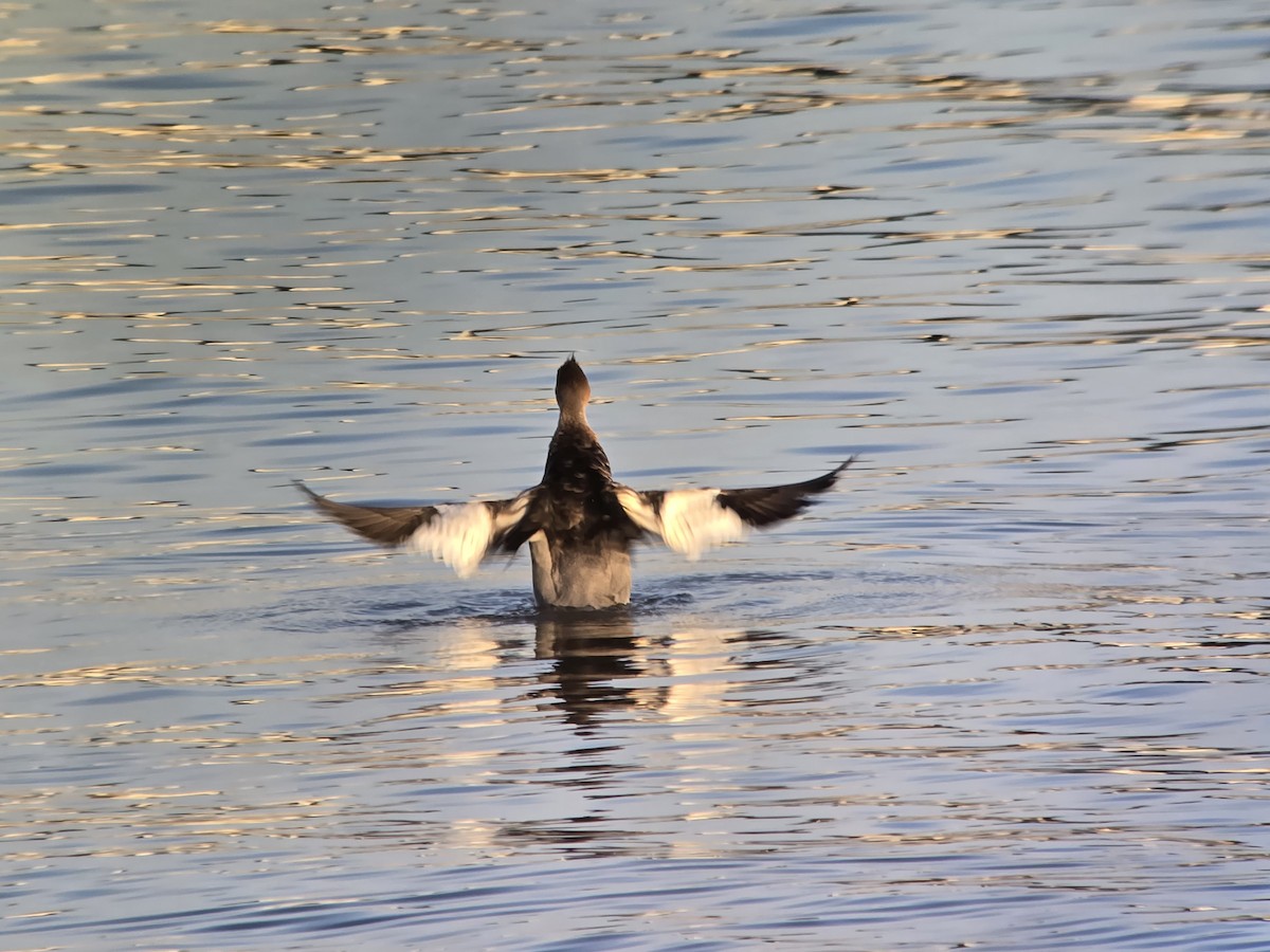 Крех середній - ML646328173
