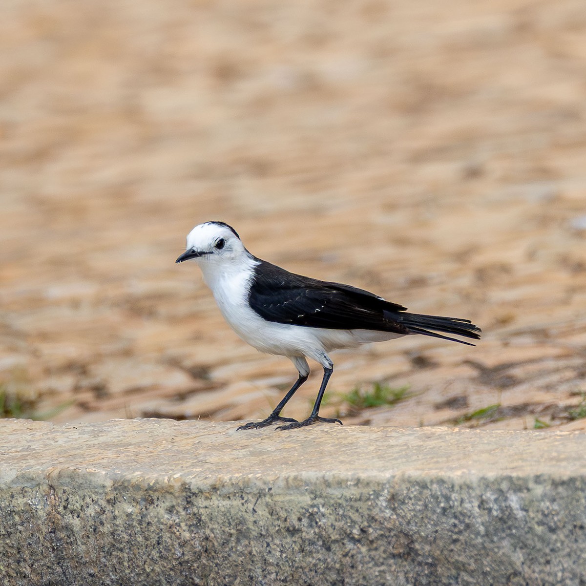 Black-backed Water-Tyrant - ML646328176