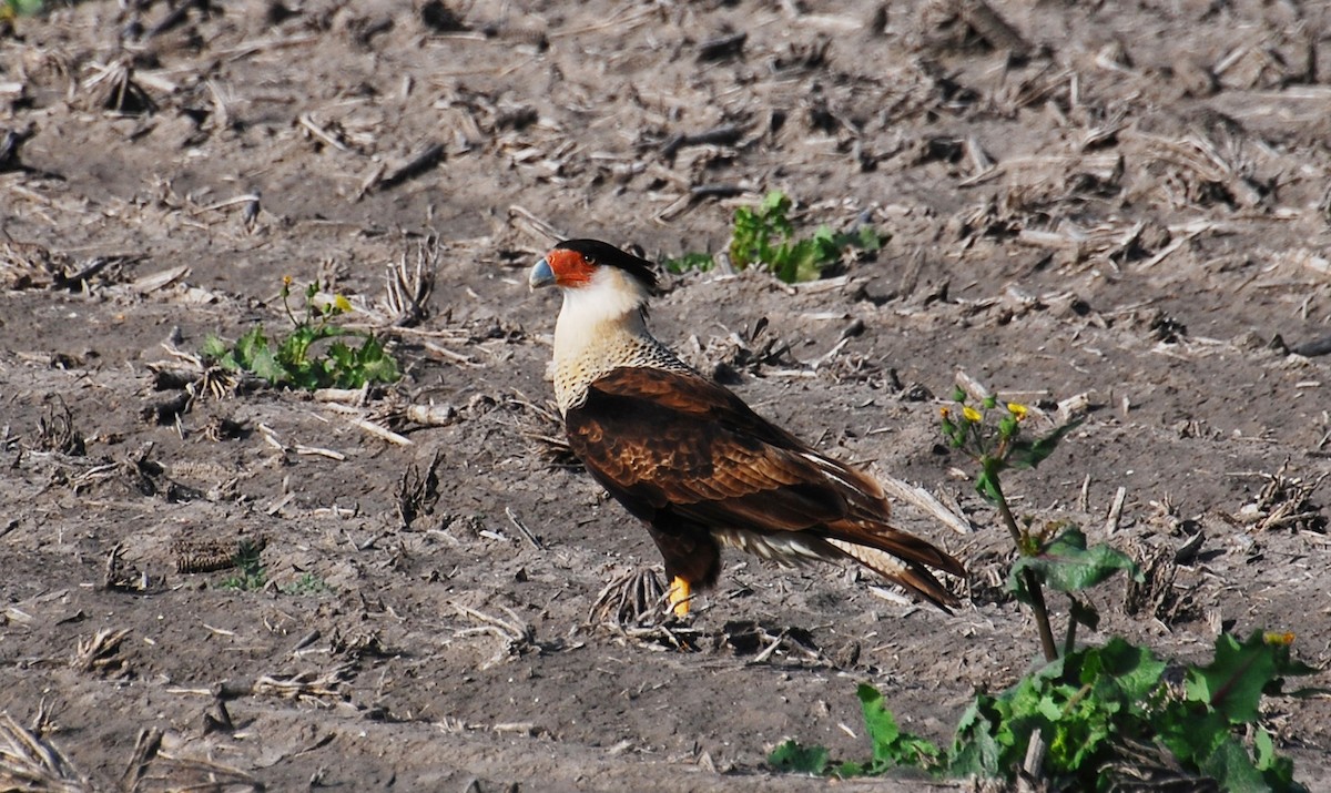 Crested Caracara - ML646328191