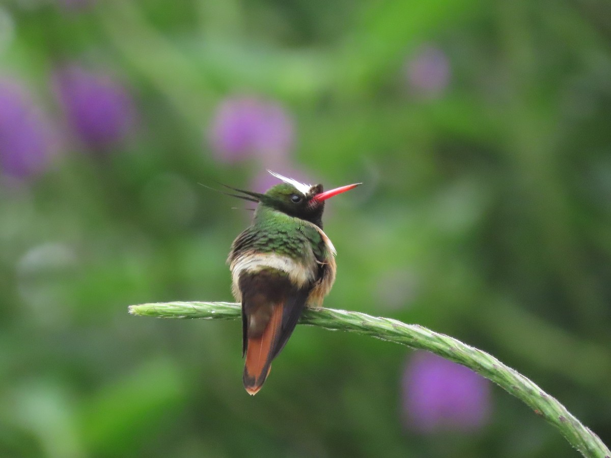 White-crested Coquette - ML646328193