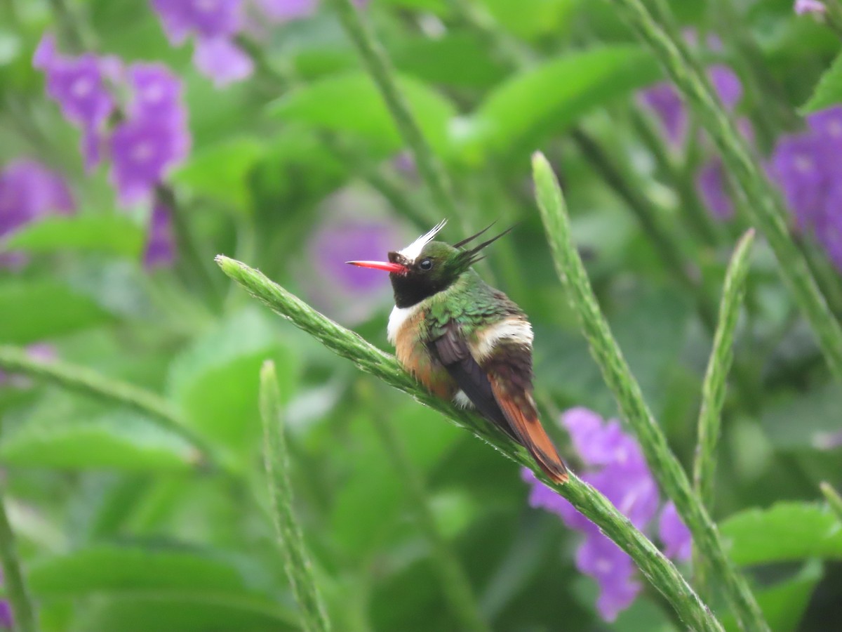 White-crested Coquette - ML646328194
