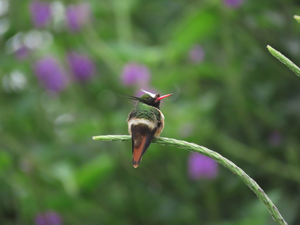 White-crested Coquette - ML646328195