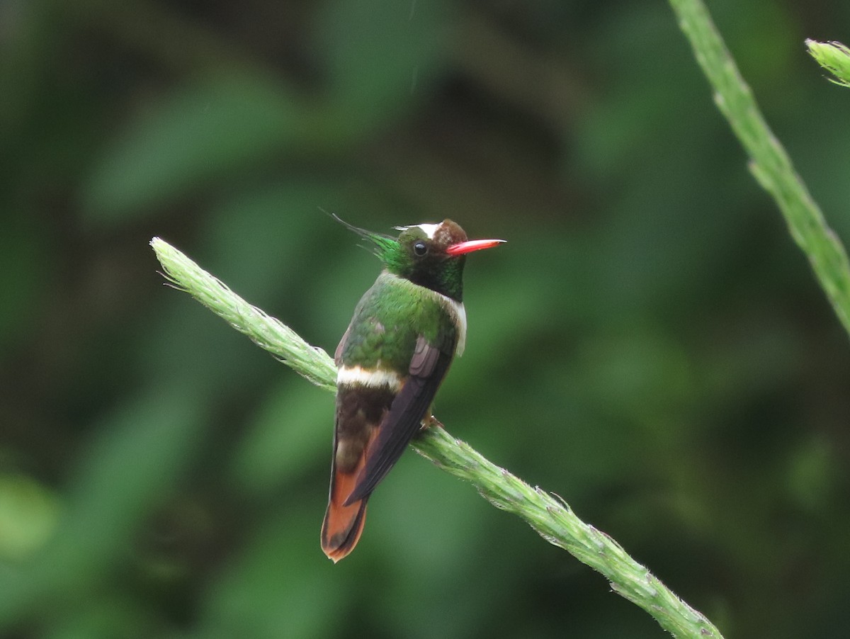 White-crested Coquette - ML646328196