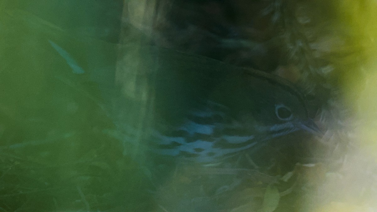 Ovenbird - ML646328197