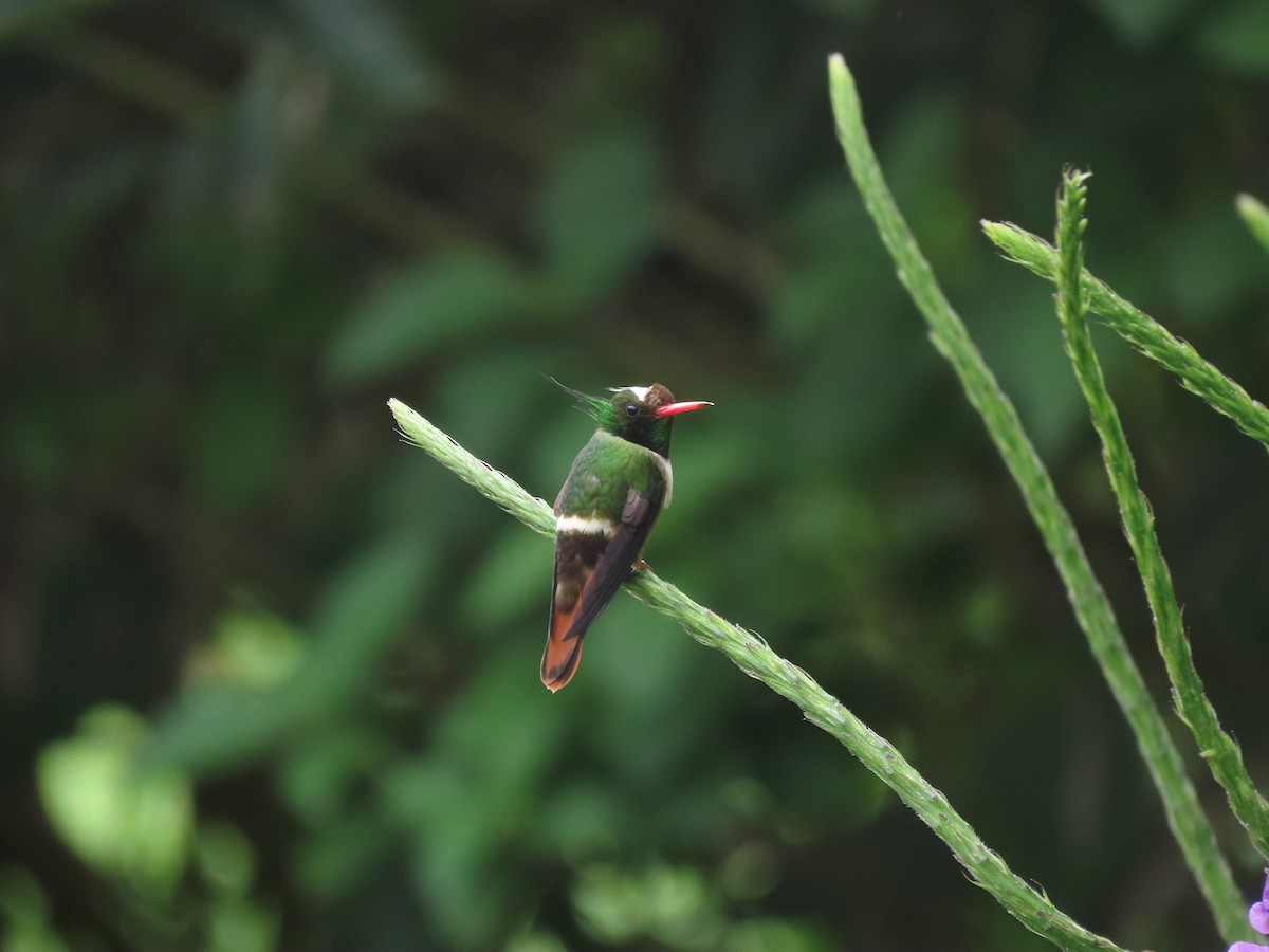 White-crested Coquette - ML646328201