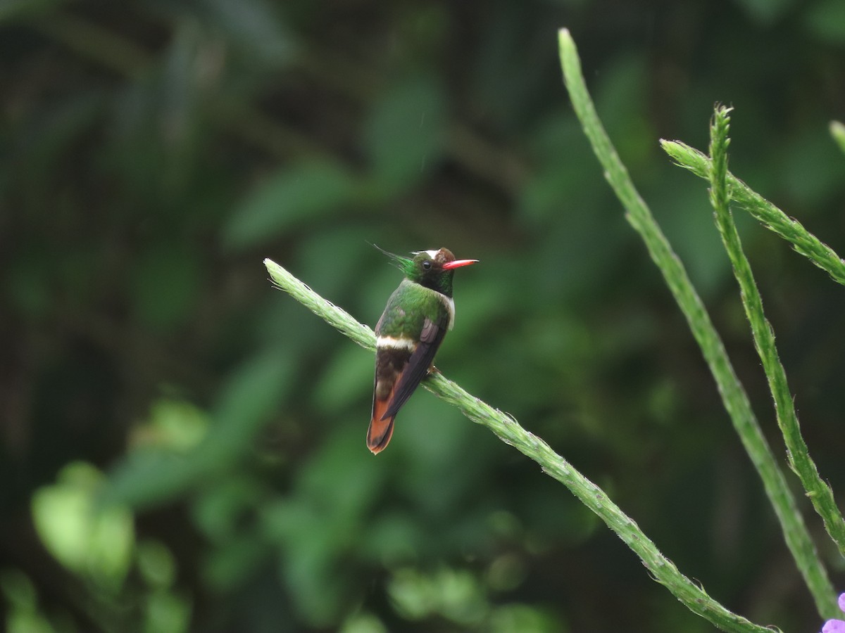 White-crested Coquette - ML646328202