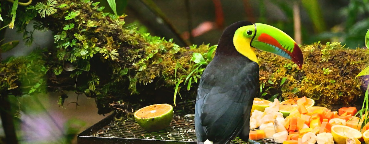 Keel-billed Toucan - ML646328208