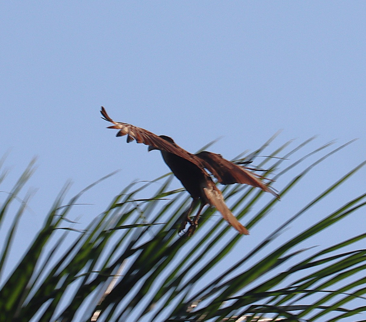 Crested Caracara - ML646328213