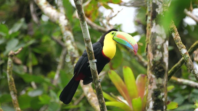 Keel-billed Toucan - ML646328216