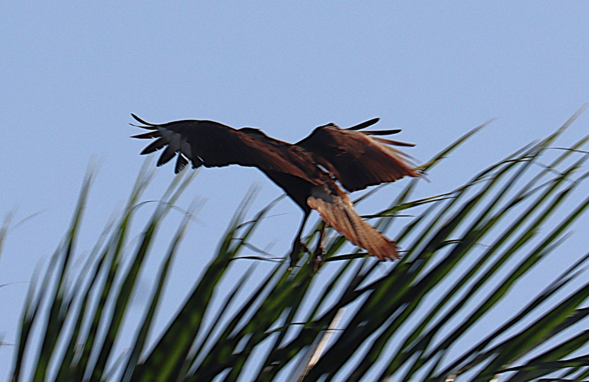 Crested Caracara - ML646328217