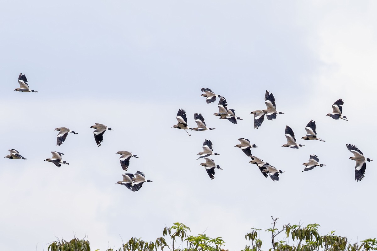 Southern Lapwing - ML646328218