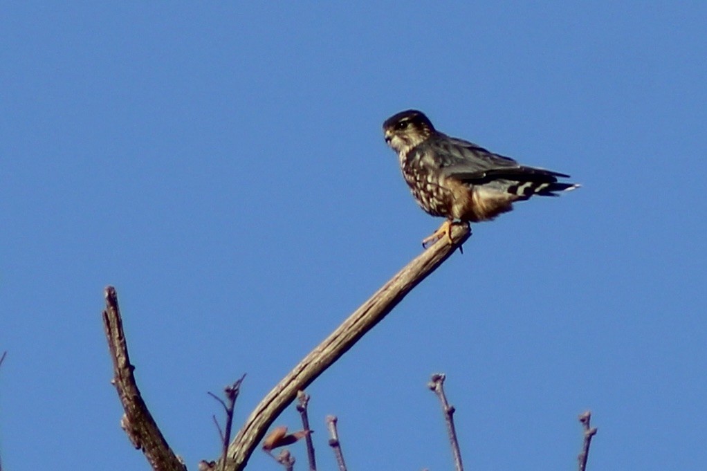 Merlin - ML646328219