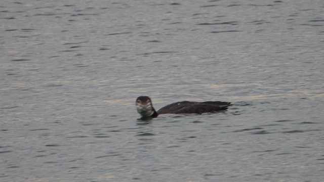 Common Loon - ML646328222