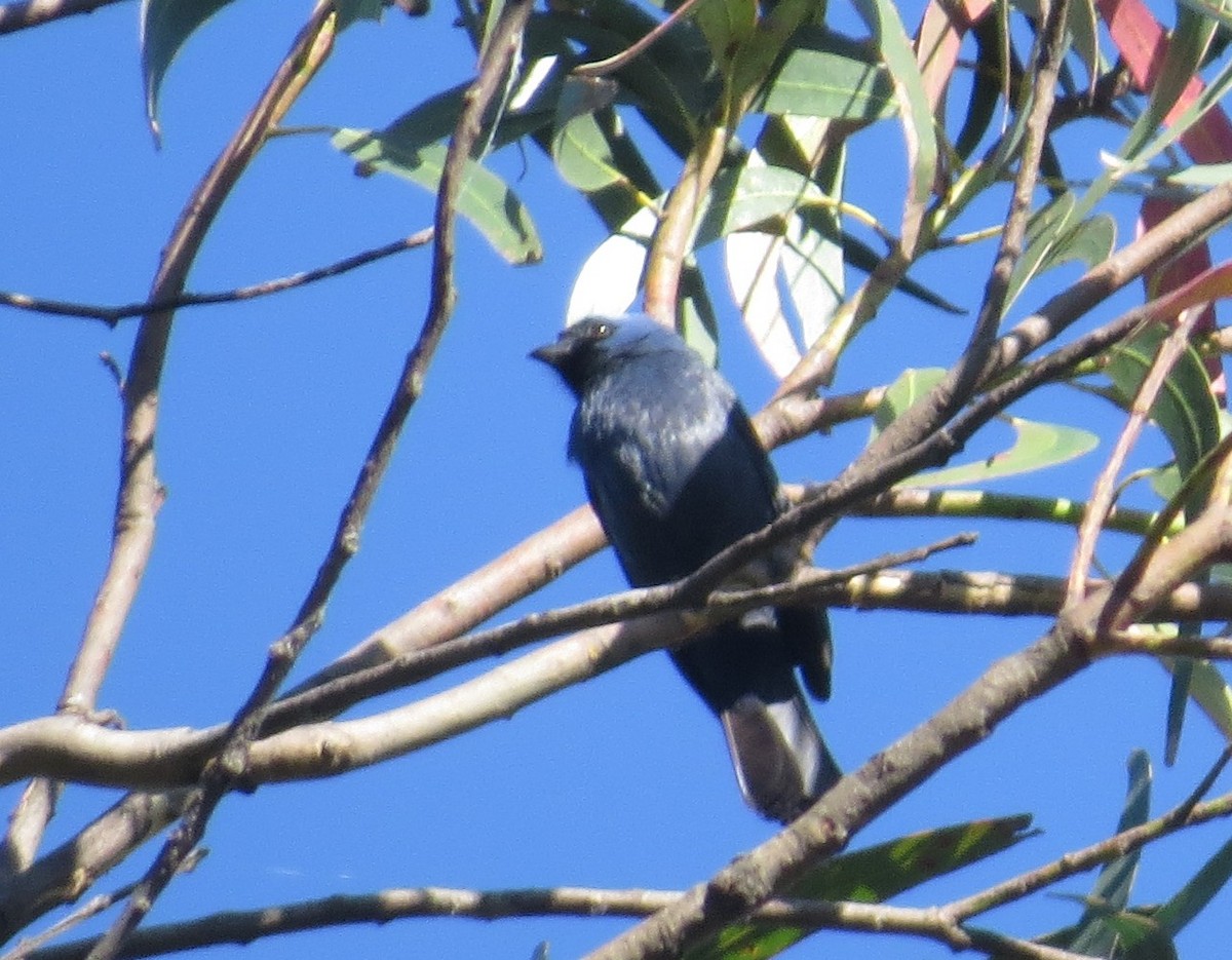 Diademed Tanager - ML646328223