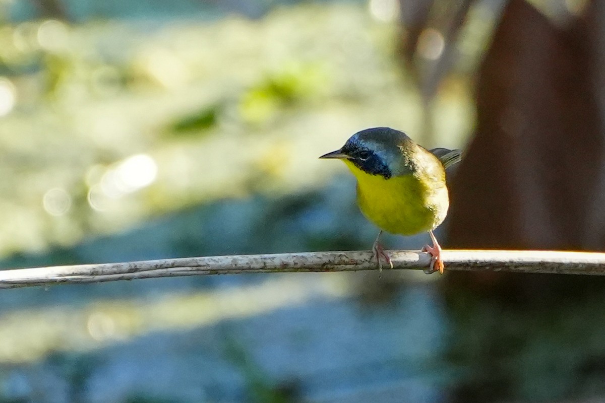 Common Yellowthroat - ML646328224
