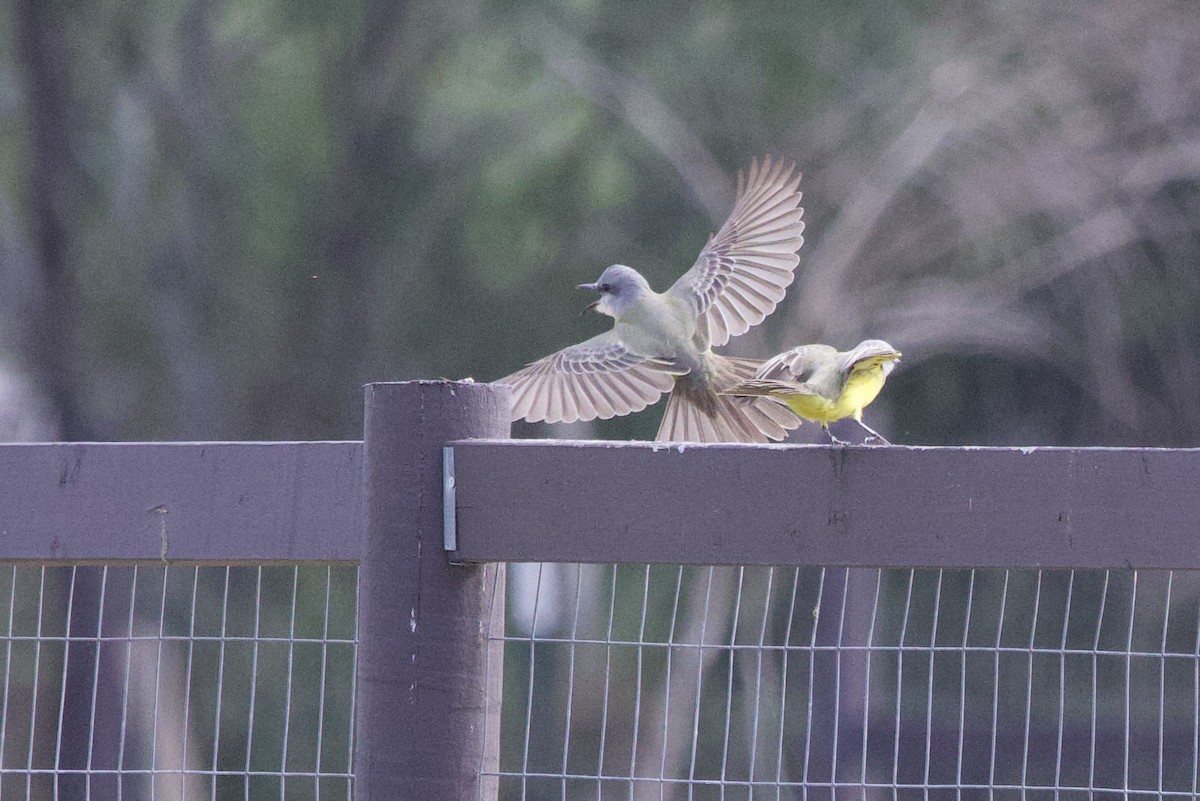 Tropical Kingbird - ML646328225