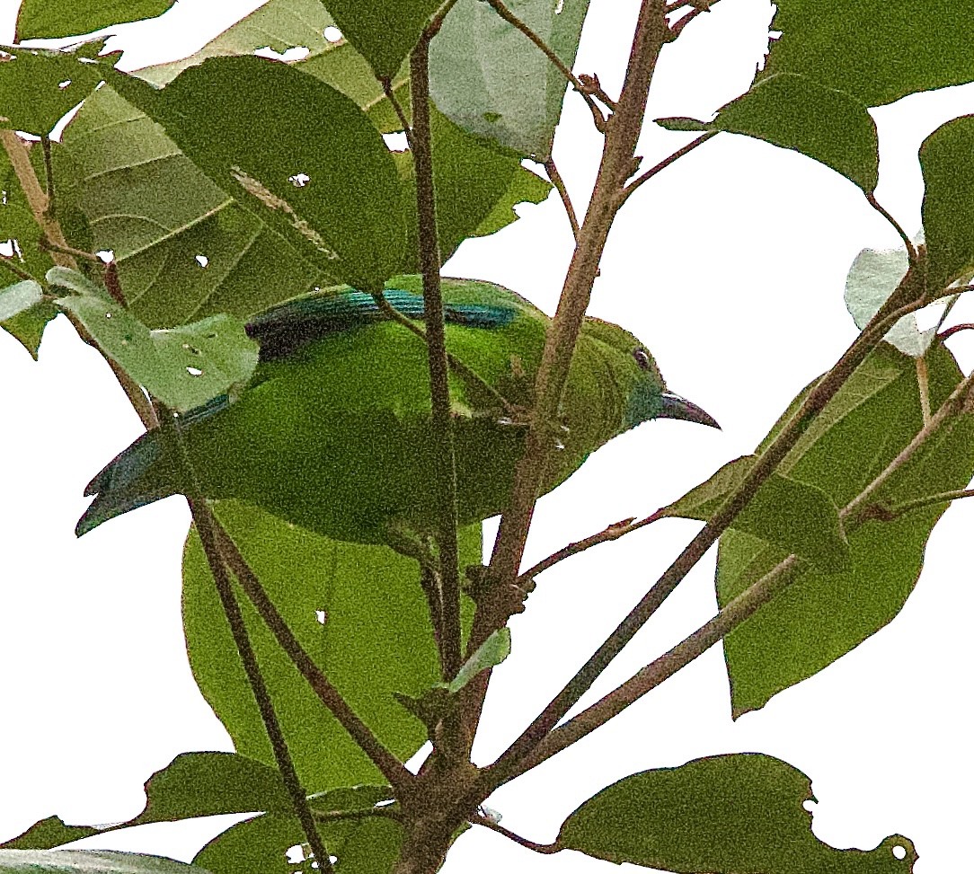 Blue-winged Leafbird - ML646328227