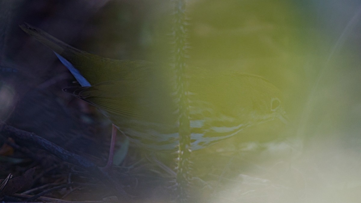 Ovenbird - ML646328229