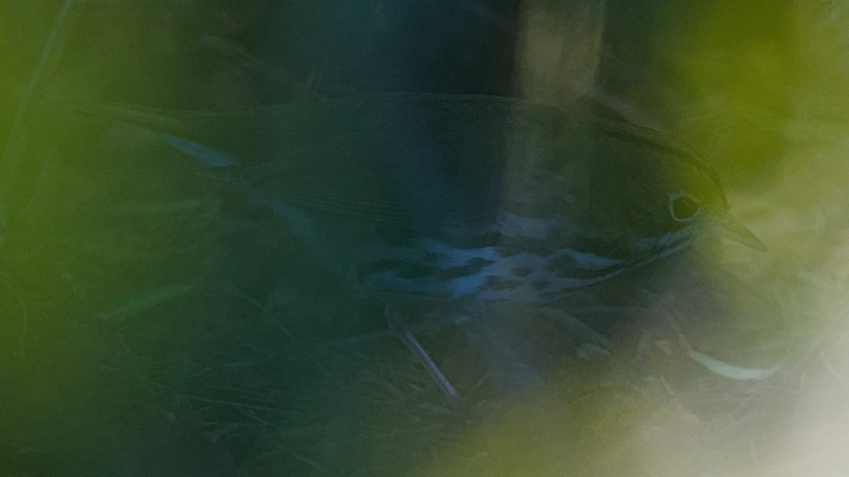 Ovenbird - ML646328230