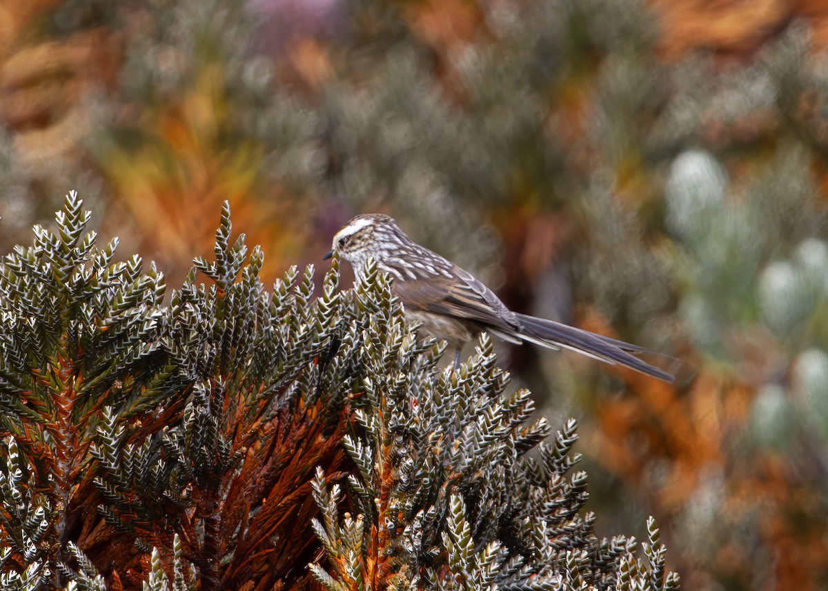 Andean Tit-Spinetail - ML646328237