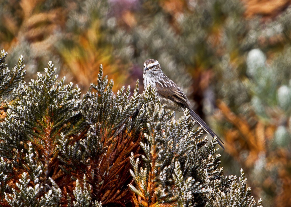 Andean Tit-Spinetail - ML646328238