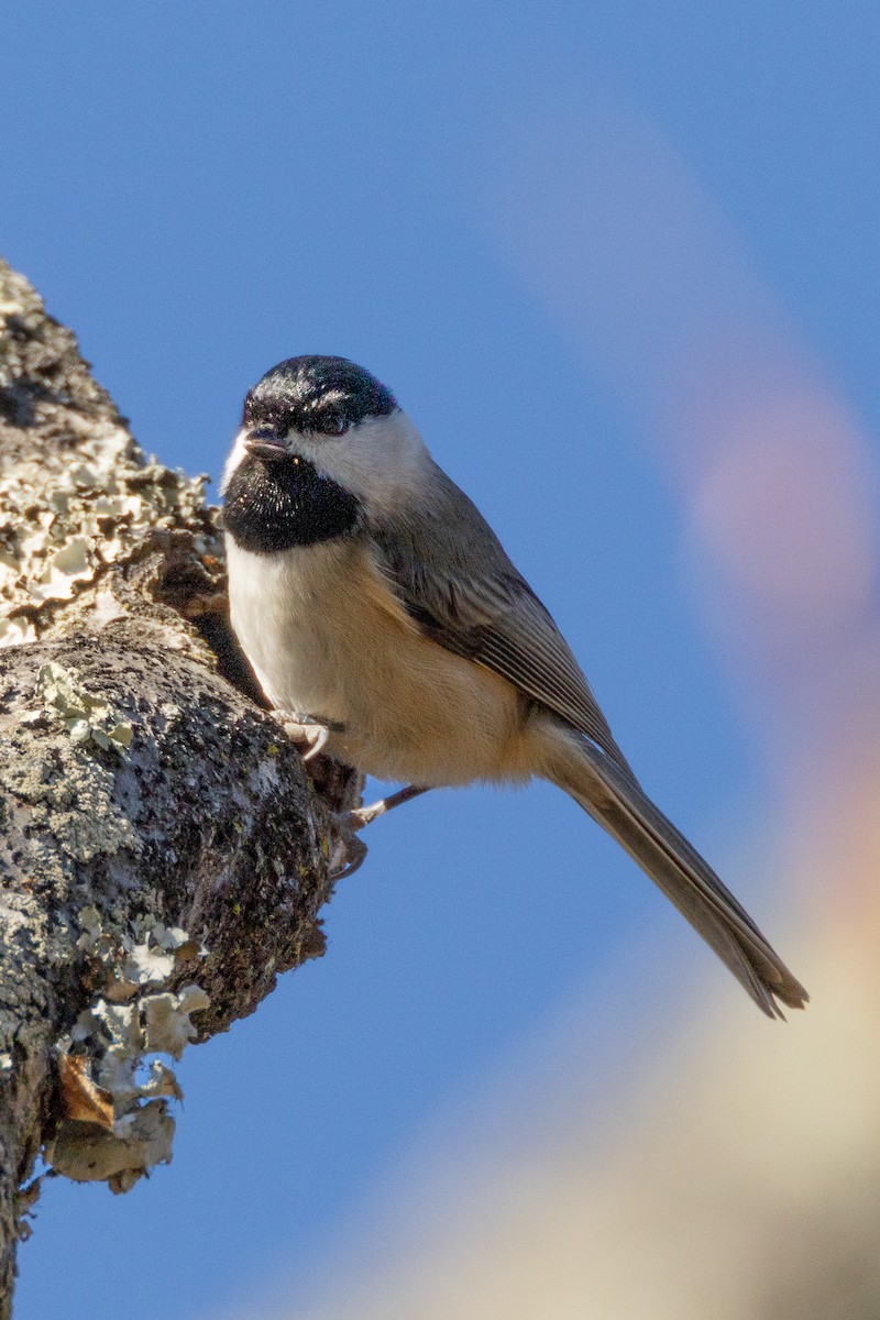 Carolina Chickadee - ML646328252